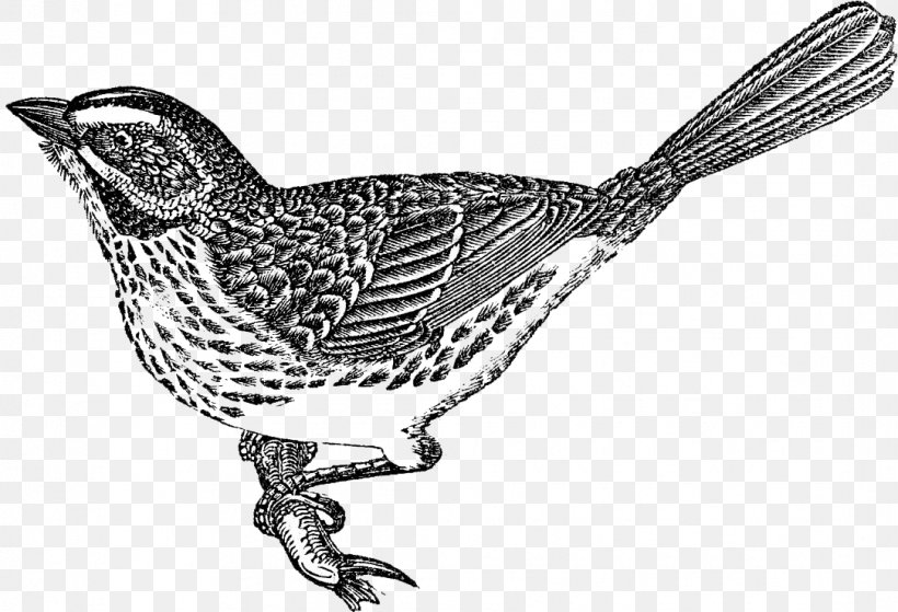 Bird Nest Swallow Sparrow Clip Art, PNG, 1085x740px, Bird, Art, Beak, Bird Nest, Birdcage Download Free