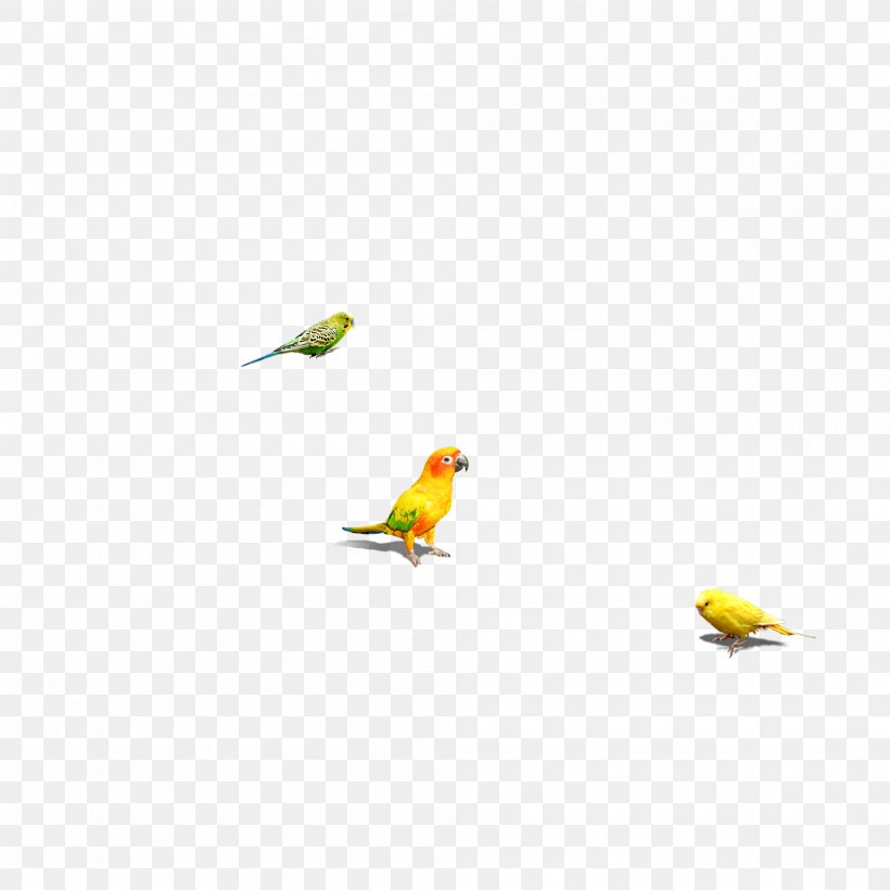 Bird Parrot, PNG, 2000x2000px, Bird, Animal, Beak, Cartoon, Copyright Download Free