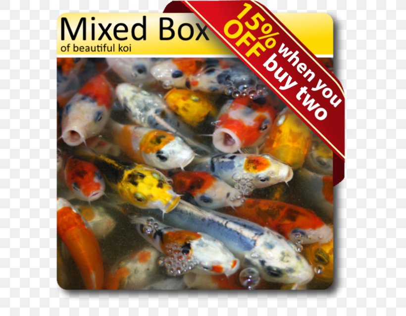 Butterfly Koi Goldfish Tropical Fish, PNG, 637x637px, Koi, Animal, Butterfly Koi, Carp, Common Carp Download Free