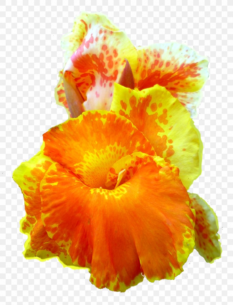 Canna Indica Flower Petal Clip Art, PNG, 980x1280px, Canna Indica, Albom, Canna, Canna Family, Canna Lily Download Free