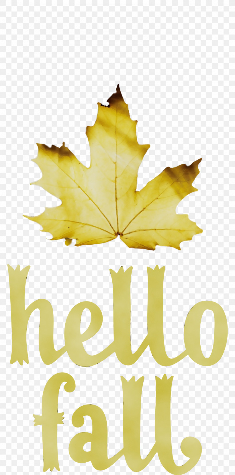 Leaf Maple Leaf / M Yellow Font Tree, PNG, 1490x3000px, Hello Fall, Autumn, Biology, Fall, Leaf Download Free