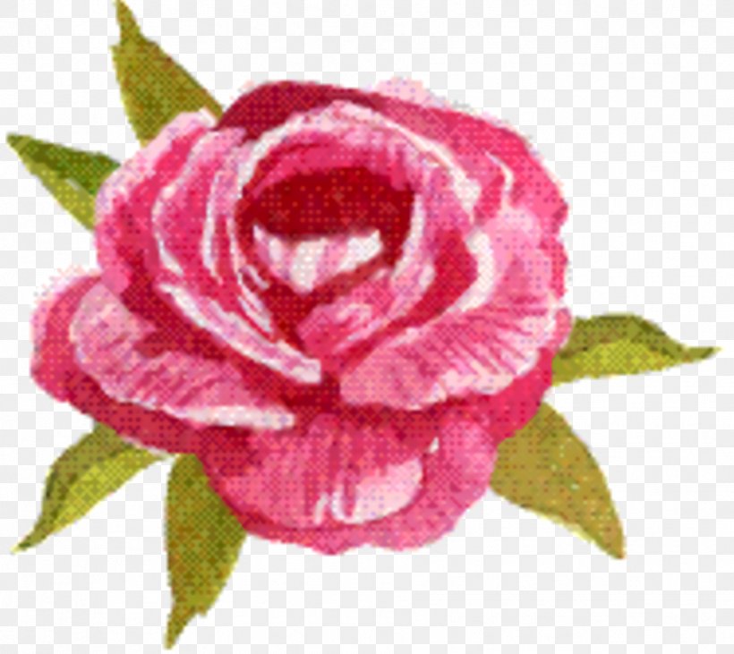 Pink Flowers Background, PNG, 1812x1616px, Garden Roses, Cabbage Rose, Camellia, Cut Flowers, Floribunda Download Free