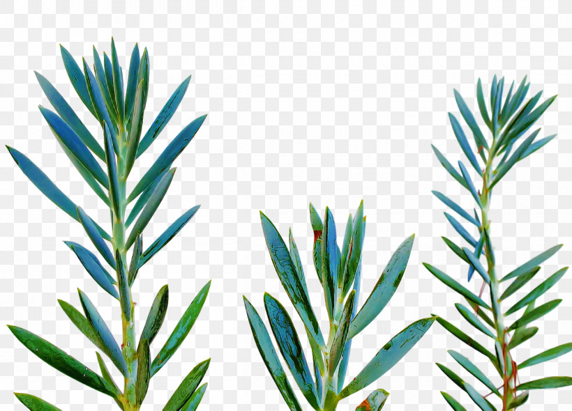 Rosemary, PNG, 1200x864px, Plant Stem, Aquarium, Aquarium Decor, Biology, Grasses Download Free