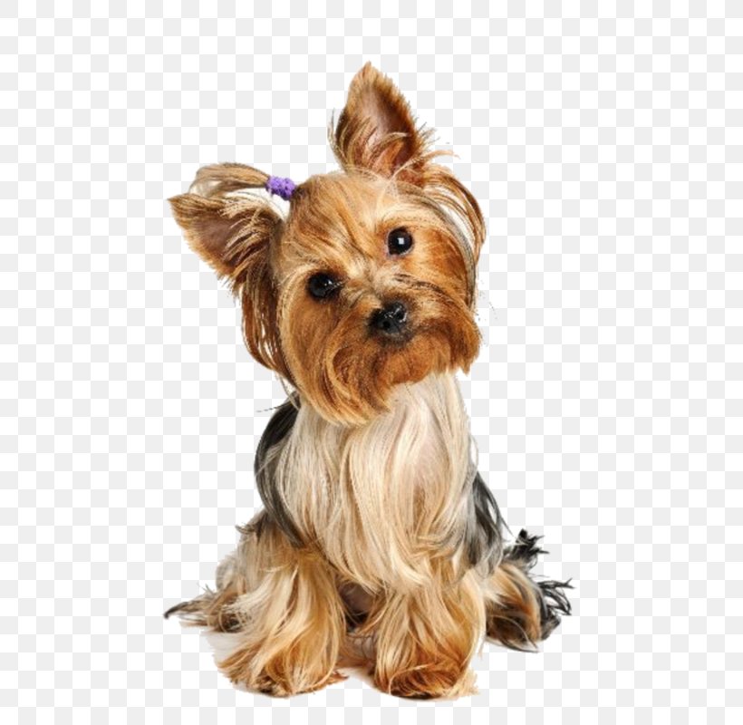 Yorkshire Terrier Puppy Boston Terrier Airedale Terrier Maltese Dog, PNG, 531x800px, Yorkshire Terrier, Airedale Terrier, Australian Silky Terrier, Australian Terrier, Biewer Terrier Download Free