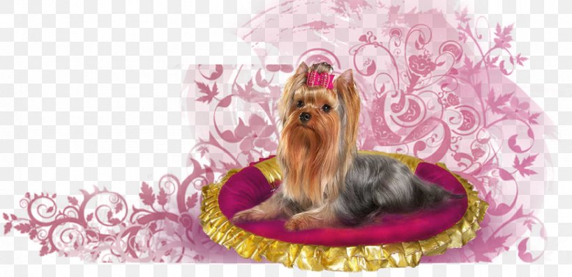 Yorkshire Terrier Puppy Dog Breed Luxury Dogs, PNG, 873x424px, Yorkshire Terrier, Beauty Parlour, Breed, Carnivoran, Dog Download Free