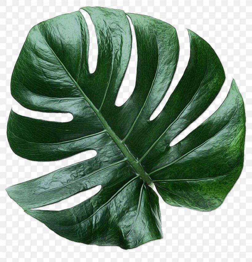 Green Leaf Background, PNG, 1968x2048px, Leaf, Alismatales, Anthurium, Arrowroot Family, Arum Family Download Free