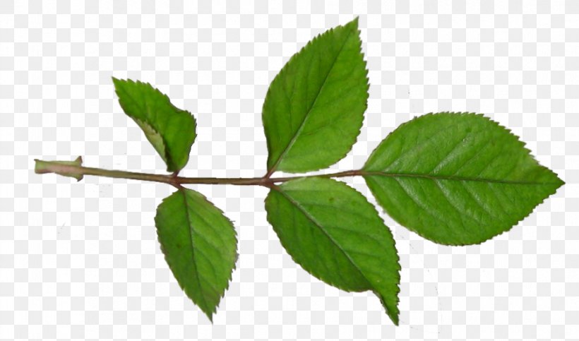 Twig Plant Stem Leaf, PNG, 905x534px, Twig, Branch, Leaf, Plant, Plant Stem Download Free
