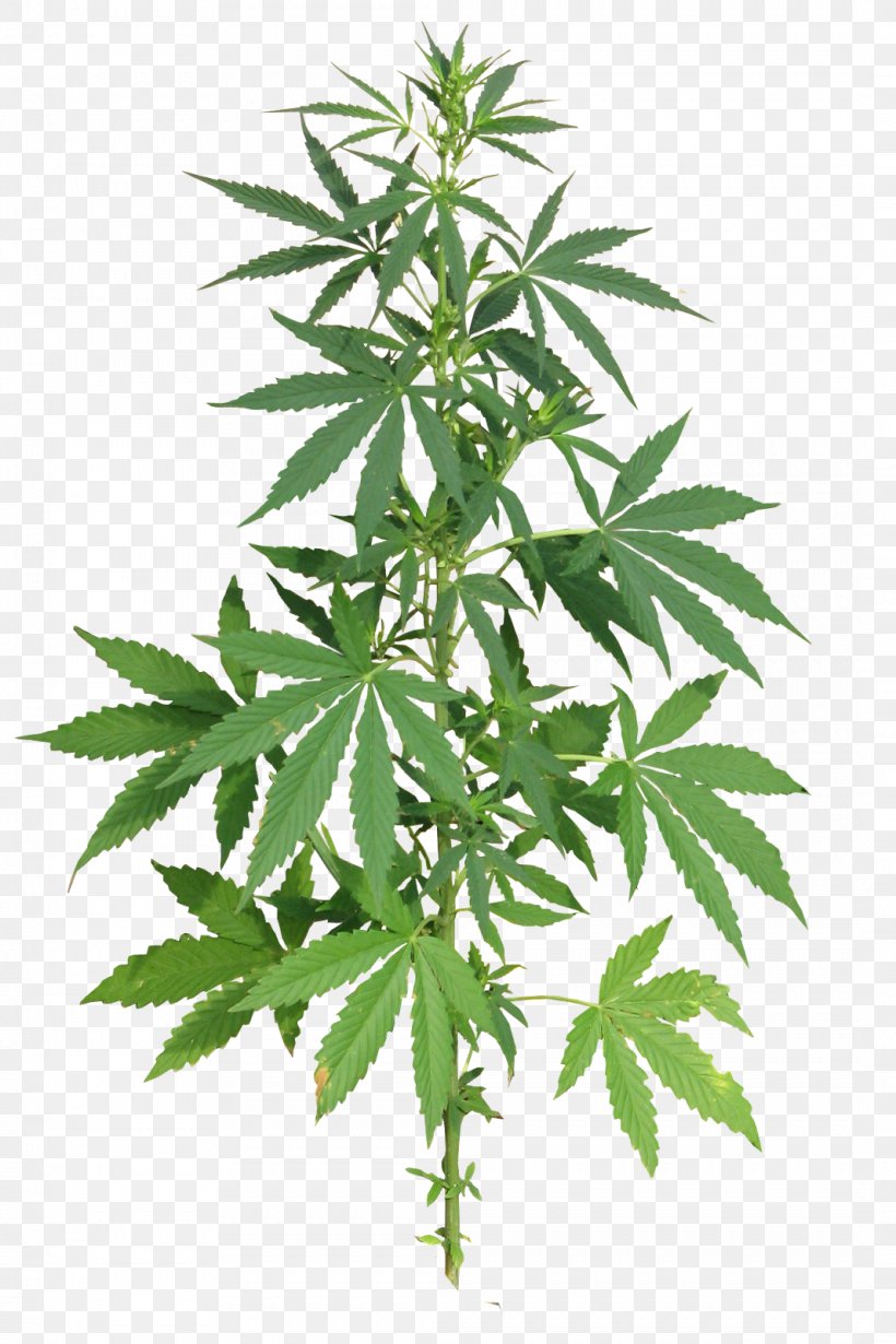 Cannabis Sativa Marijuana Medical Cannabis, PNG, 1066x1600px, Cannabis Sativa, Cannabis, Cannabis Cultivation, Cannabis Smoking, Drug Download Free