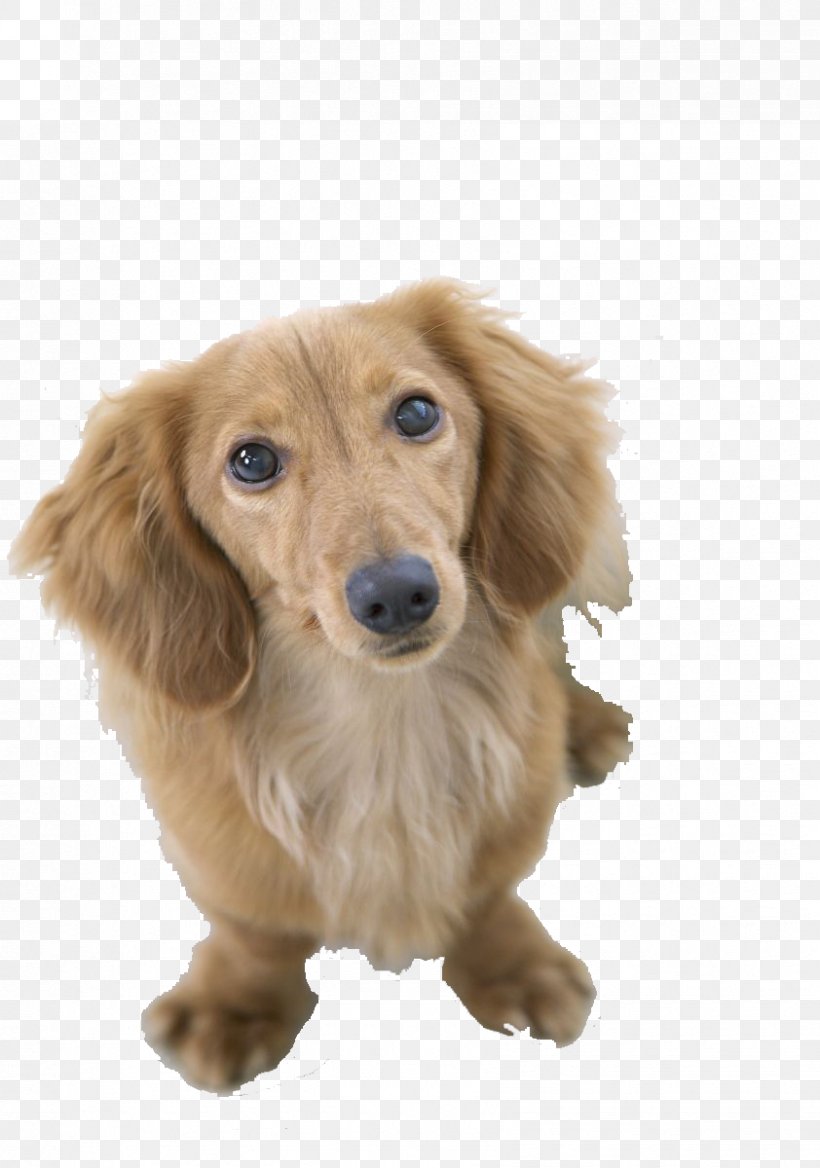 Dachshund Pug Bichon Frise Beagle Shiba Inu, PNG, 842x1200px, Dachshund, Animal, Beagle, Bichon Frise, Carnivoran Download Free