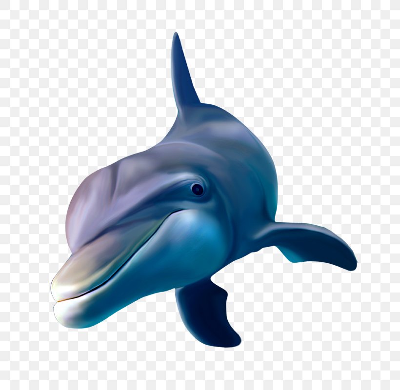 Dolphin Whale Poster, PNG, 800x800px, 3d Computer Graphics, Dolphin, Beak, Cobalt Blue, Common Bottlenose Dolphin Download Free