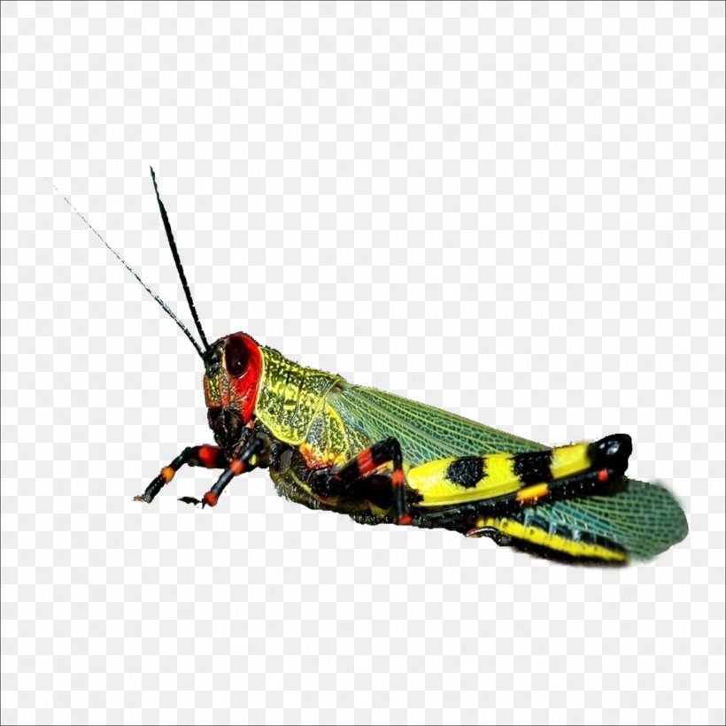 Grasshopper Locust Caelifera, PNG, 1773x1773px, Grasshopper, Arthropod, Caelifera, Cricket Like Insect, Insect Download Free