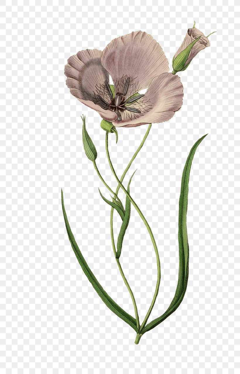 Poppy Printing Zazzle, PNG, 770x1280px, Poppy, Common Poppy, Cut Flowers, Flora, Flower Download Free