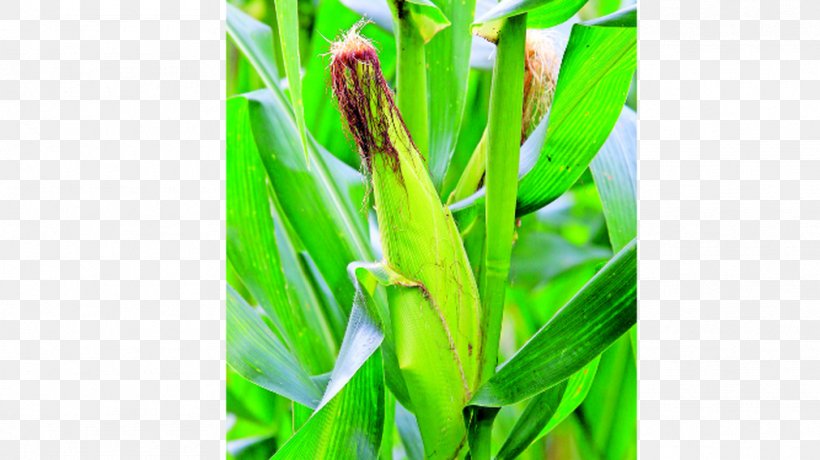 Los Santos Province Coclé Province Bocas Del Toro Province Crop Agriculture, PNG, 1011x568px, Crop, Agriculture, Commodity, Corn, Food Download Free