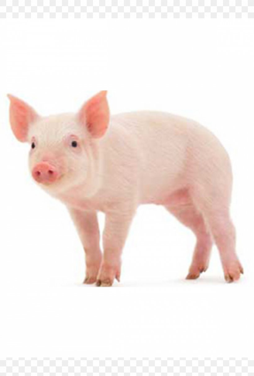 Miniature Pig Middle White Stock Photography Pig Farming, PNG, 1000x1478px, Miniature Pig, Animal, Domestic Pig, Fauna, Livestock Download Free