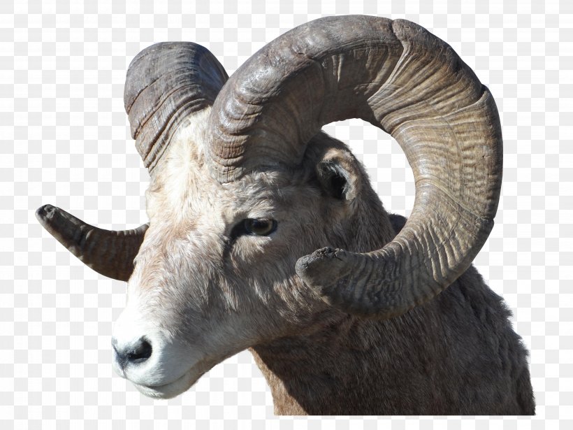 Rocky Mountain Bighorn Sheep Argali, PNG, 4320x3240px, Bighorn Sheep, Argali, Aries, Barbary Sheep, Bighorn Download Free