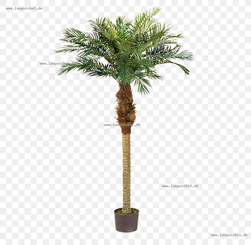 Stock Photography Royalty-free Green Asian Palmyra Palm, PNG, 800x800px, Stock Photography, Arecaceae, Arecales, Asian Palmyra Palm, Blue Download Free