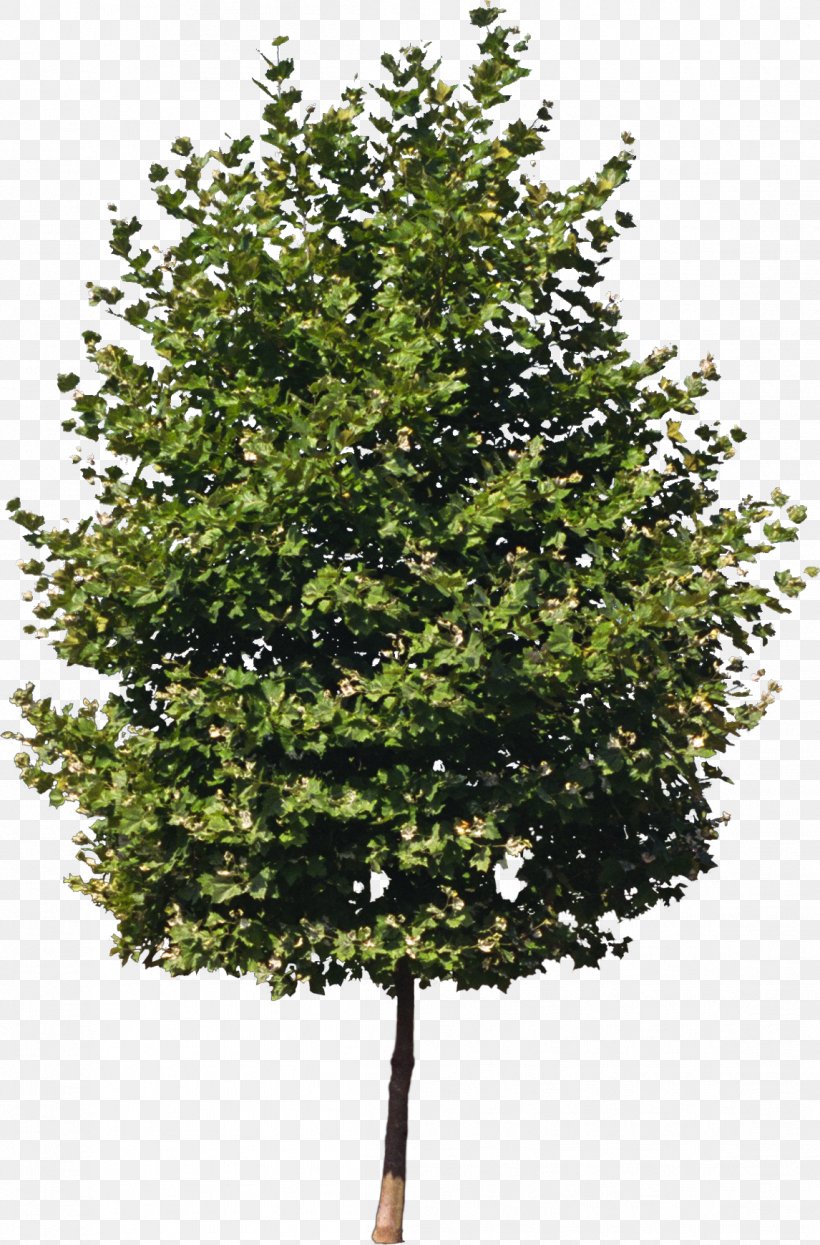 Tree Isometric Graphics In Video Games And Pixel Art Clipping Path Sprite, PNG, 1146x1740px, 3d Computer Graphics, Tree, Architect, Art, Branch Download Free