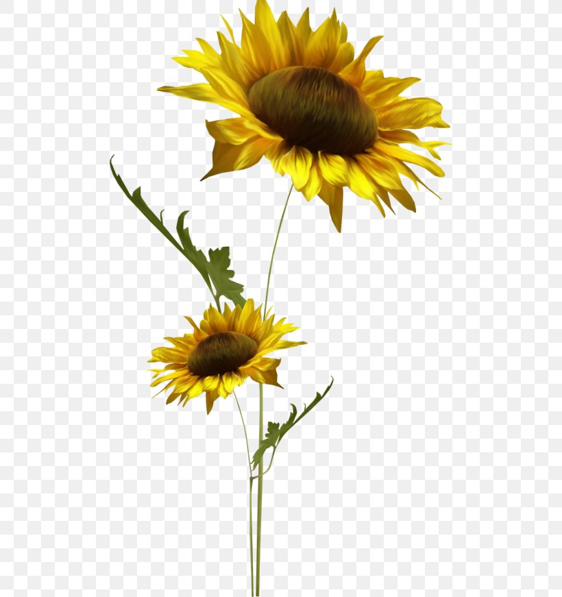 Common Sunflower Sunflower Seed Daisy Family, PNG, 500x871px, Common Sunflower, Cooking Oils, Cut Flowers, Daisy Family, Digital Image Download Free