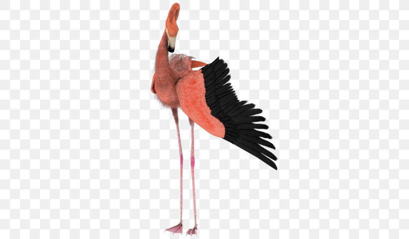 Bird Flamingo Drawing Flight, PNG, 600x480px, Bird, Beak, Cartoon, Ciconiiformes, Deviantart Download Free