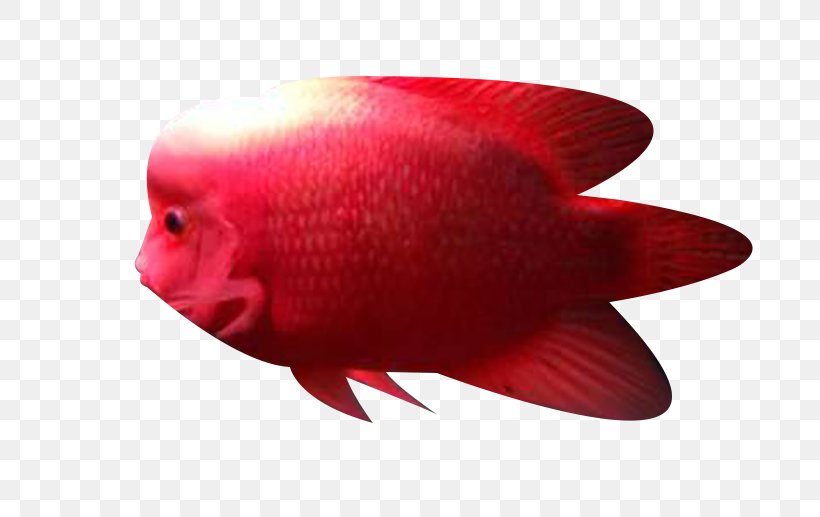 Close-up Fish, PNG, 689x517px, Closeup, Fish, Organism, Red Download Free