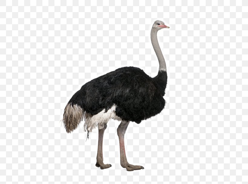 Common Ostrich Bird Stock Photography Clip Art, PNG, 500x608px, Common Ostrich, Beak, Bird, Fauna, Flightless Bird Download Free
