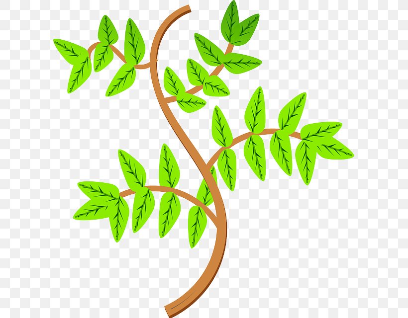 Clip Art, PNG, 605x640px, Branch, Document, Flowering Plant, Herb, Herbalism Download Free