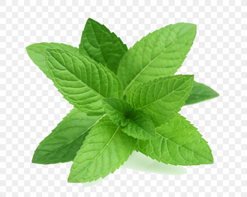 Peppermint Tea Mentha Spicata Leaf Herb, PNG, 1000x800px, Peppermint, Essential Oil, Extract, Flavor, Food Download Free