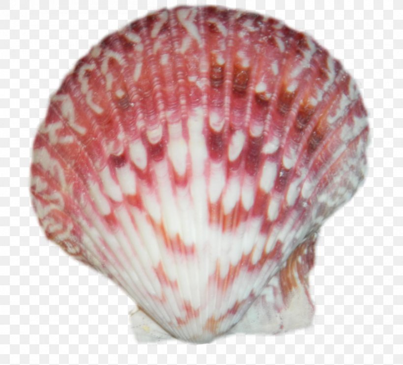 Seashell Cockle Mollusc Shell Conchology, PNG, 900x815px, Seashell, Animal Product, Beach, Clams Oysters Mussels And Scallops, Cockle Download Free