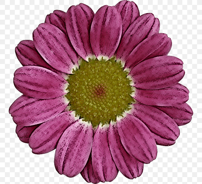 Transvaal Daisy Chrysanthemum Annual Plant Cut Flowers Marguerite Daisy, PNG, 750x748px, Transvaal Daisy, Annual Plant, Argyranthemum, Aster, Chrysanthemum Download Free