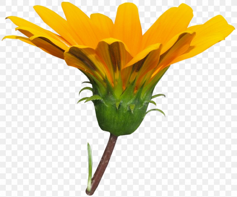 Cut Flowers Dandelion Plant Stem, PNG, 1756x1462px, Flower, Common Daisy, Cut Flowers, Daisy Family, Dandelion Download Free