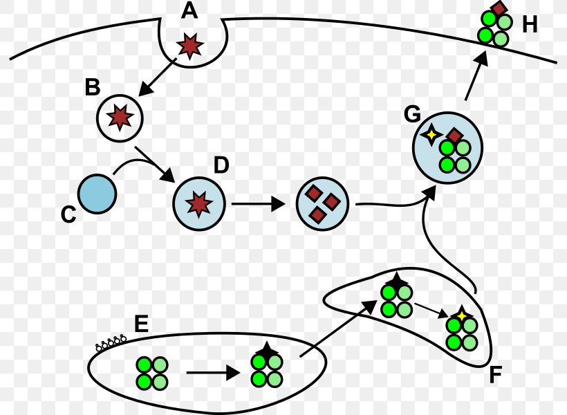 Major Histocompatibility Complex Antigen Presentation Fagolizosom, PNG, 795x600px, Major Histocompatibility Complex, Animal, Antigen, Antigen Presentation, Area Download Free