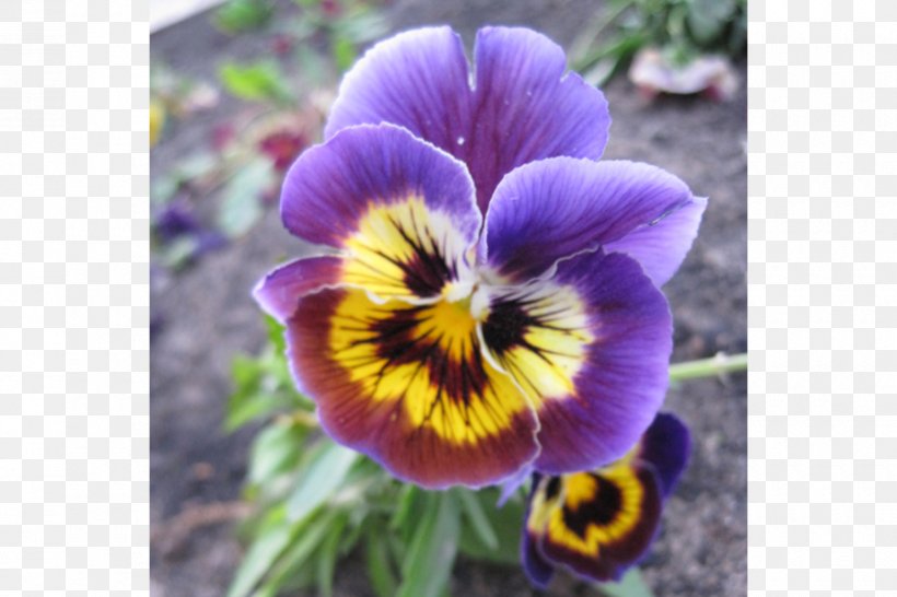 Pansy Violet Annual Plant, PNG, 900x600px, Pansy, Annual Plant, Flora, Flower, Flowering Plant Download Free