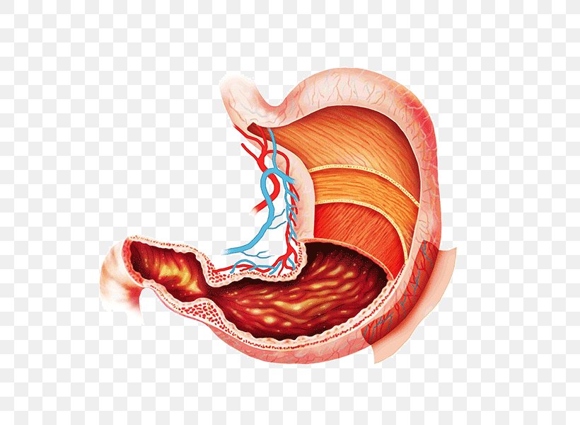 Advanced Physical Medicine Anatomy Digestion Abdomen Gastrointestinal Tract, PNG, 600x600px, Watercolor, Cartoon, Flower, Frame, Heart Download Free