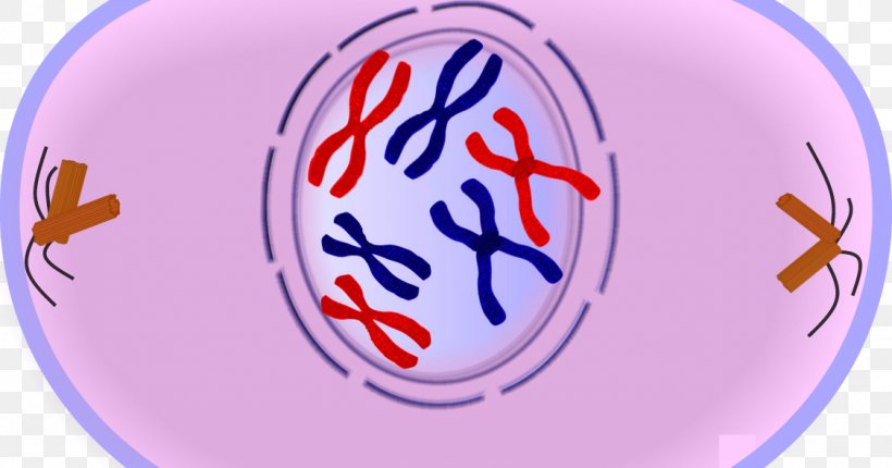 Prophase Mitosis Metaphase Anaphase Meiosis, PNG, 1125x590px, Prophase, Anaphase, Cell, Cell Cycle, Cell Division Download Free