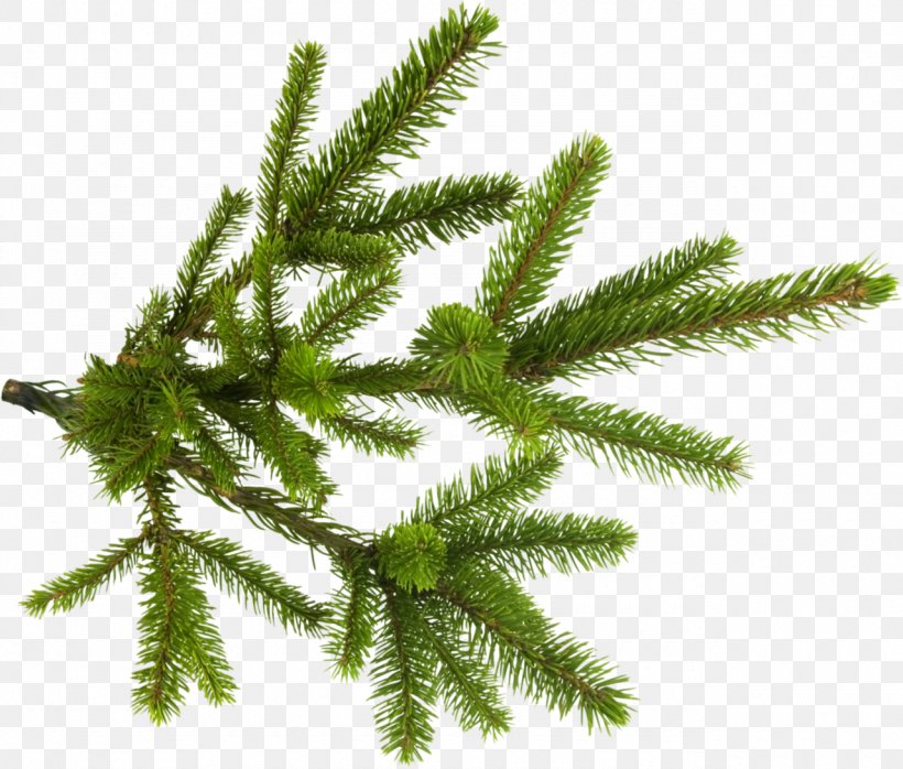 Spruce Branch New Year Tree Clip Art, PNG, 1280x1090px, Spruce, Biome, Branch, Christmas Ornament, Conifer Download Free