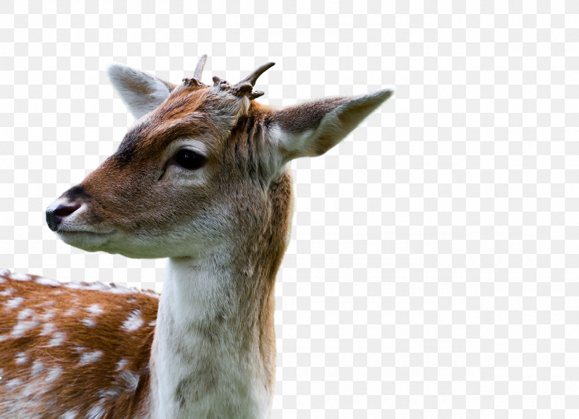 White-tailed Deer Deer Antelope Antler Gazelle, PNG, 1280x928px, Whitetailed Deer, Antelope, Antler, Biology, Deer Download Free