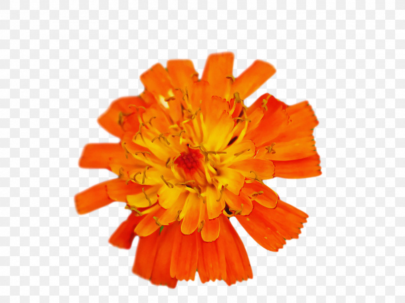 Floral Design, PNG, 1920x1440px, Cut Flowers, Floral Design, Floristry, Flower, Lily Download Free
