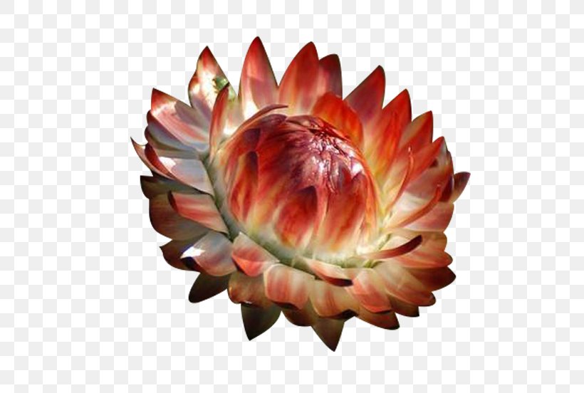Chrysanthemum Petal Flower, PNG, 550x552px, Chrysanthemum, Flower, Peach, Petal, Plant Download Free