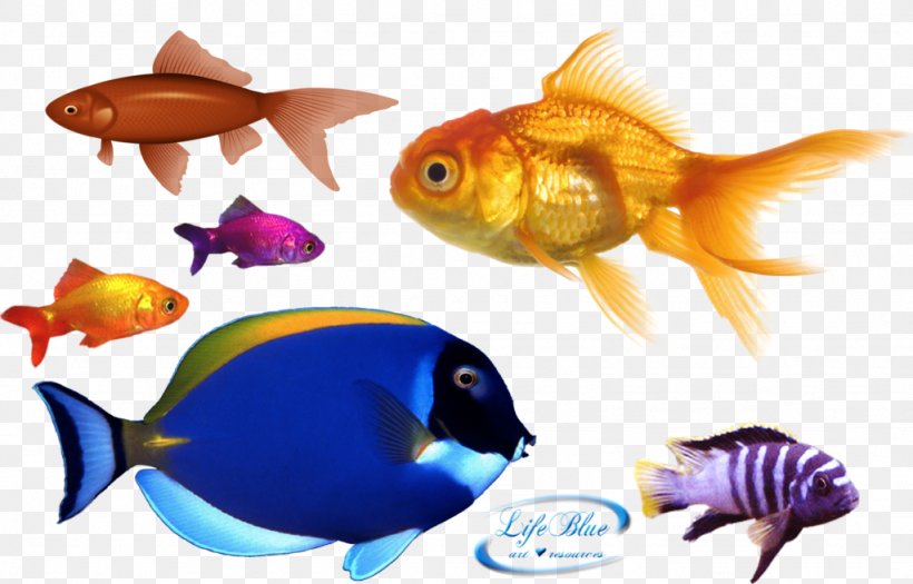 Goldfish Clownfish, PNG, 1024x656px, Goldfish, Blue, Bony Fish, Clownfish, Color Download Free