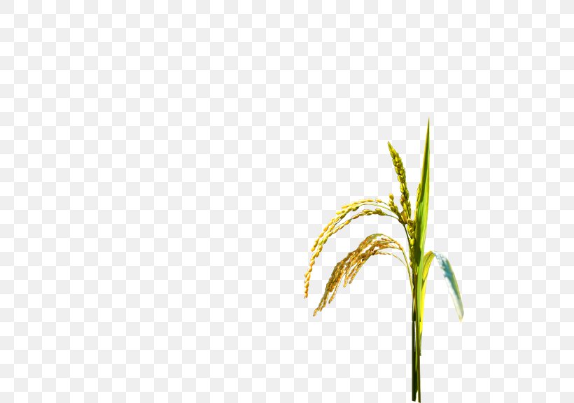 Oryza Sativa Rice Paddy Field Crop, PNG, 576x576px, Oryza Sativa, Arable Land, Cereal, Crop, Food Download Free