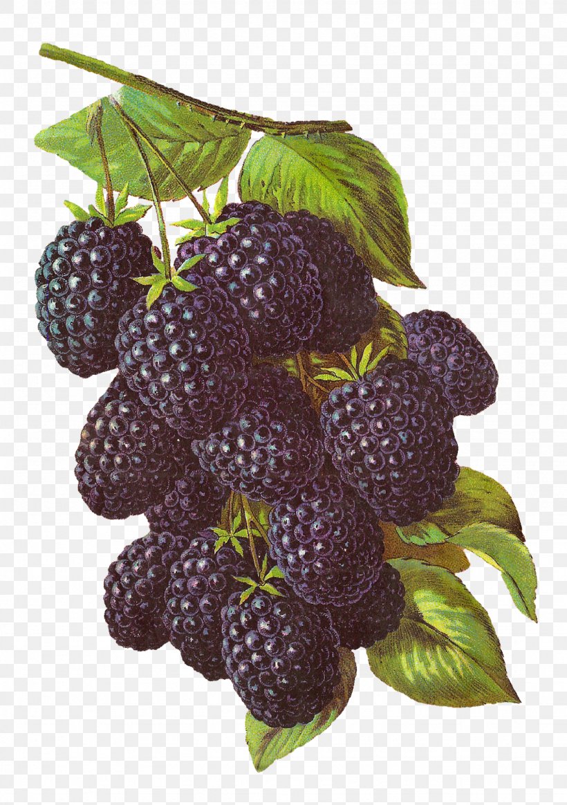 BlackBerry Fruit Clip Art, PNG, 1127x1600px, Blackberry, Amora, Berry, Blackberry Messenger, Botanical Illustration Download Free