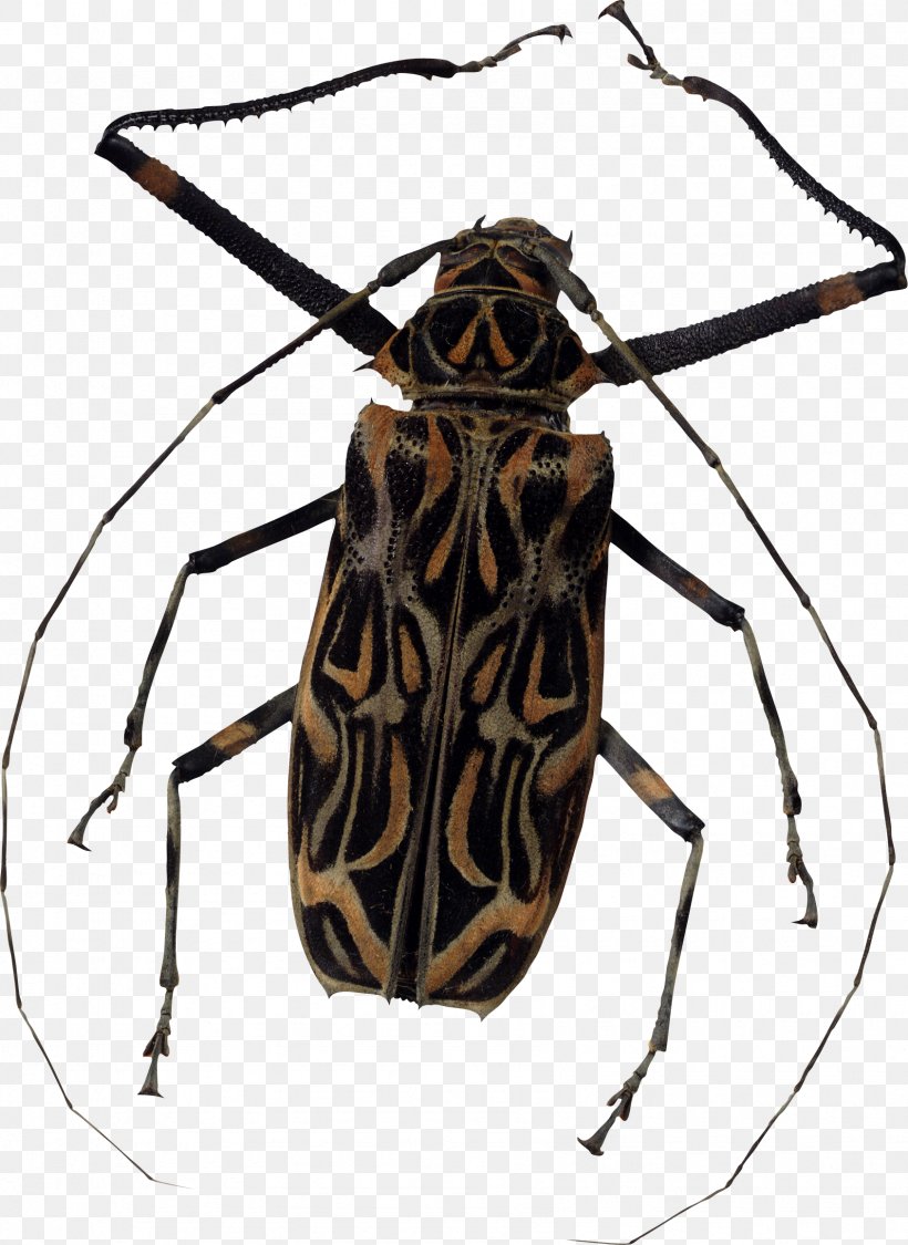 Clipping Path Image File Formats, PNG, 1689x2319px, Beetle, Arthropod, Clipping Path, Digital Image, Harlequin Beetle Download Free