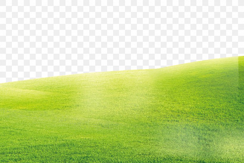 Nền cỏ (grass background): Ngắm nhìn những bức ảnh với nền cỏ xanh tươi sẽ khiến bạn cảm thấy gần gũi với thiên nhiên hơn bao giờ hết. Nếu bạn đang tìm kiếm sự bình yên trong cuộc sống thì đây chắc chắn là điều bạn cần.