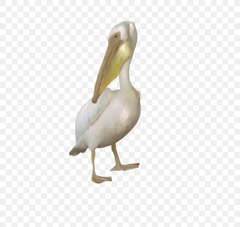 Pelican Goose Cygnini Duck Bird, PNG, 800x776px, Pelican, Anatidae, Beak, Bird, Cygnini Download Free