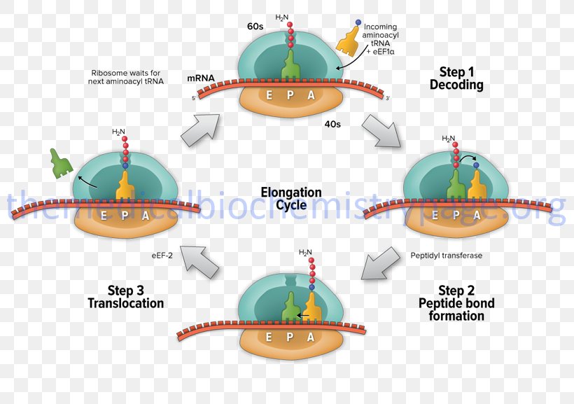 Translation Elongation Protein Biosynthesis Transcription RNA, PNG, 800x577px, Translation, Biology, Cell Division, Diagram, Dna Download Free
