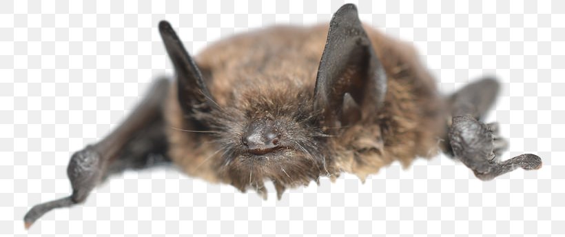 Washington Michigan Bat Wildlife White-nose Syndrome, PNG, 758x344px, Washington, Animal, Animal Control And Welfare Service, Bat, Cat Download Free