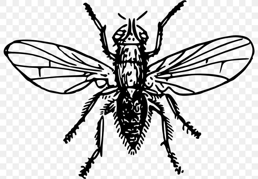 Insect Pest Clip Art, PNG, 798x570px, Insect, Arthropod, Artwork, Bee, Black And White Download Free