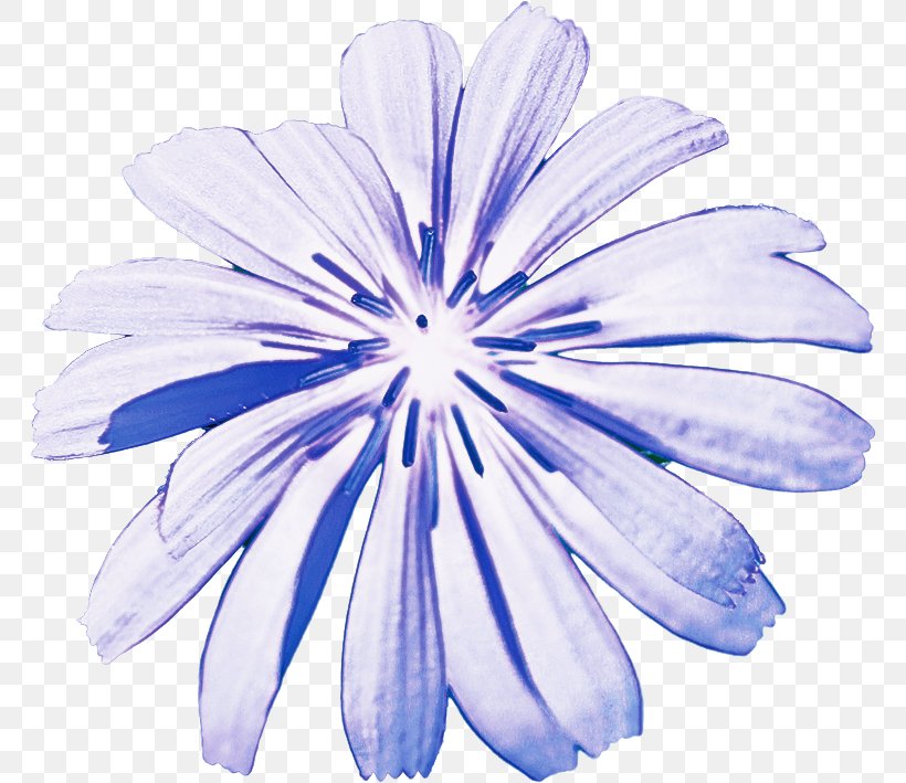 Petal Blue Flower Chicory Plant, PNG, 766x709px, Petal, Blue, Chicory, Flower, Herbaceous Plant Download Free