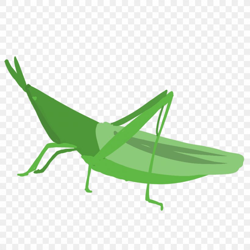 Chinese Grasshopper Caelifera Locust, PNG, 1000x1000px, Grasshopper, Caelifera, Chinese Grasshopper, Cricket Like Insect, Grass Download Free