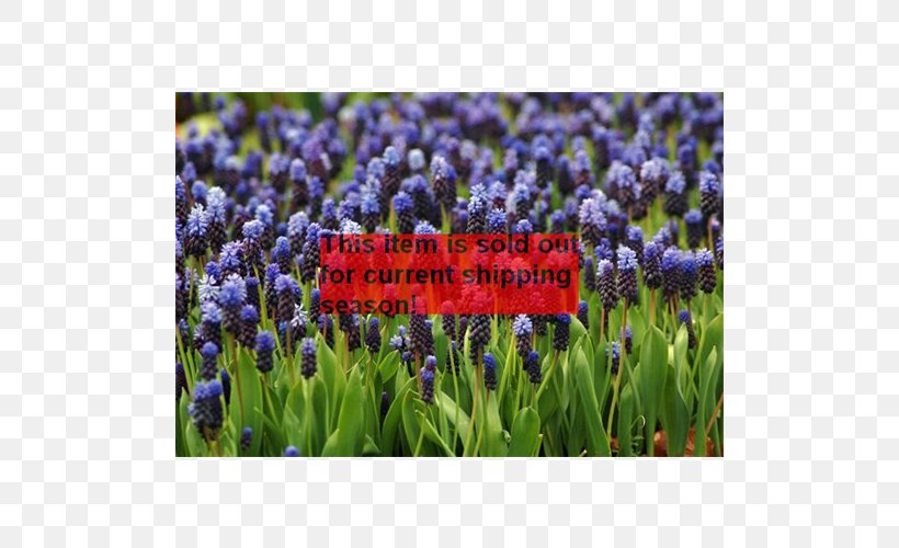English Lavender Grape Hyacinth Bulb Plant, PNG, 500x500px, English Lavender, Bluebonnet, Buckthorn, Bulb, Corm Download Free